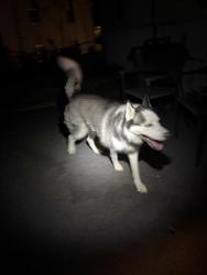 Found/Stray Female Dog last seen Near N Highland Ave Kansas City, MO 64118 united states, Kansas City, MO 64118