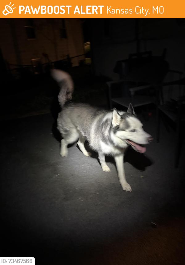 Found/Stray Female Dog last seen Near N Highland Ave Kansas City, MO 64118 united states, Kansas City, MO 64118