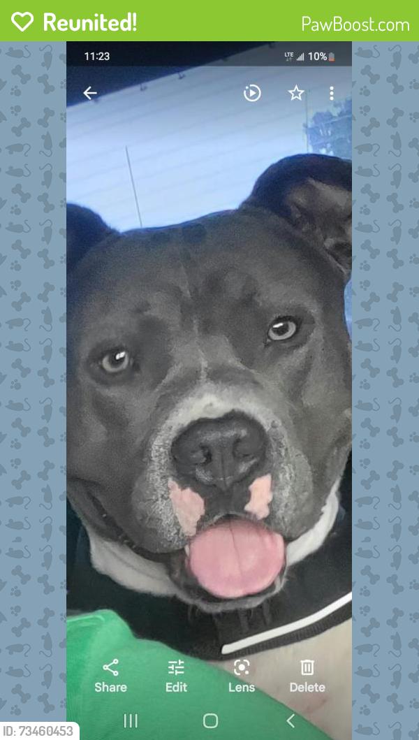 Reunited Male Dog last seen 16th street and 18th ave south, St. Petersburg, FL 33705
