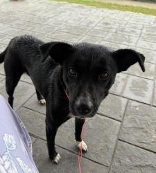 Found/Stray Female Dog last seen Near Hamilton rd, LaGrange, GA 30241