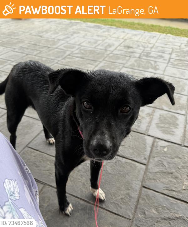 Found/Stray Female Dog last seen Near Hamilton rd, LaGrange, GA 30241