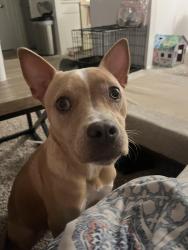 Lost Female Dog last seen W 29th st, Wichita, KS 67217