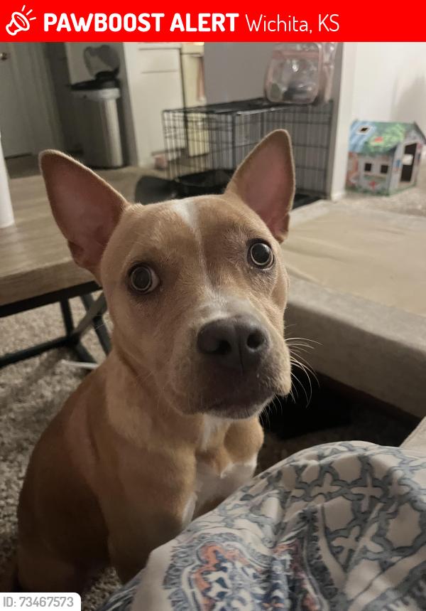 Lost Female Dog last seen W 29th st, Wichita, KS 67217