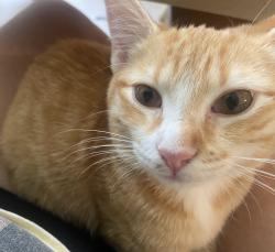 Reunited Female Cat last seen Yongville rd, Springfield, TN 37172