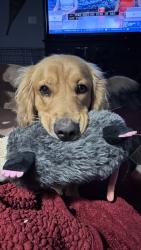 Lost Male Dog last seen 82cnd and Fall Creek, Indianapolis, IN 46236