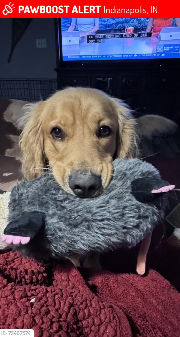 Lost Male Dog last seen 82cnd and Fall Creek, Indianapolis, IN 46236
