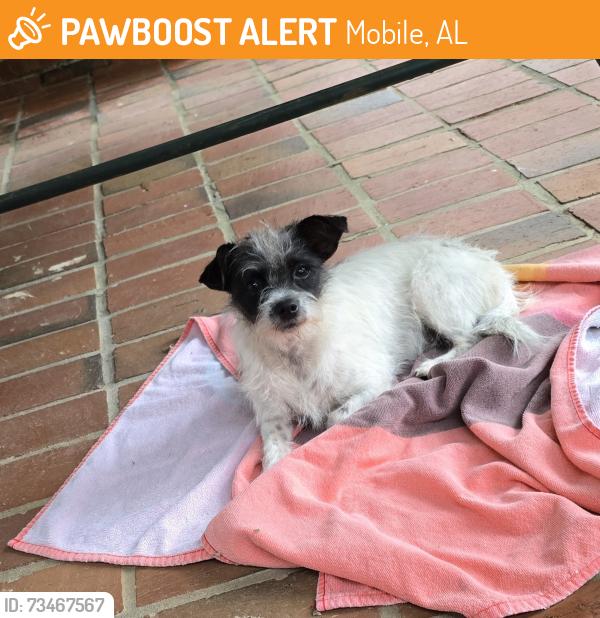 Found/Stray Unknown Dog last seen Panorama Blvd, Mobile, AL 36609