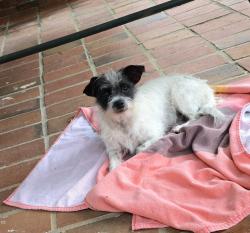 Found/Stray Unknown Dog last seen Panorama Blvd, Mobile, AL 36609
