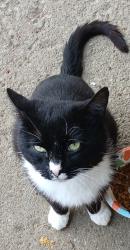 Lost Male Cat last seen Brothers Antiques, Medina, OH 44256