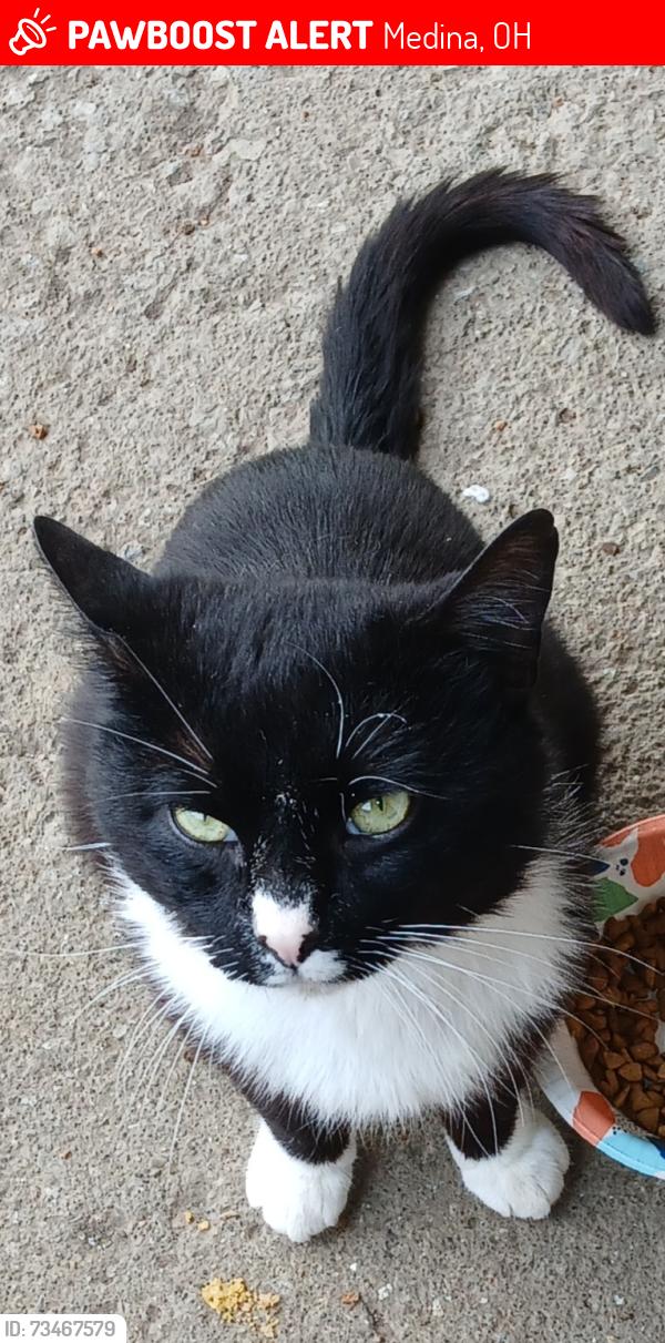 Lost Male Cat last seen Brothers Antiques, Medina, OH 44256