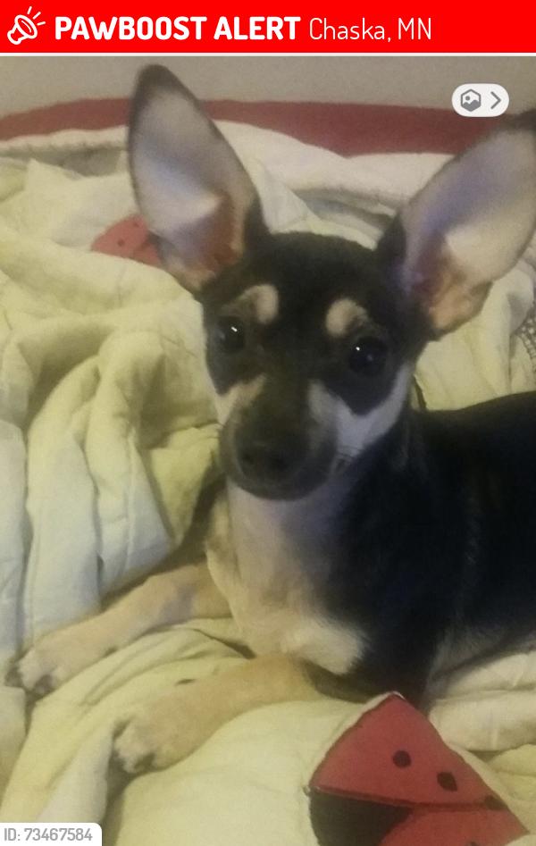 Lost Female Dog last seen Not sure, Chaska, MN 55318