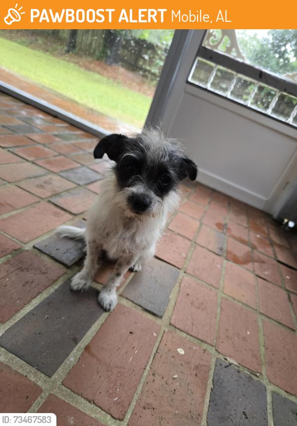 Found/Stray Unknown Dog last seen Wildwood Subdivision MOBILE AL, Mobile, AL 36609