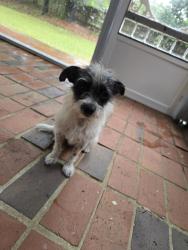 Found/Stray Unknown Dog last seen Wildwood Subdivision MOBILE AL, Mobile, AL 36609