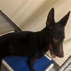 Shelter Stray Female Dog last seen I4 & 1792 SANFORD, 232 Eslinger Way, Sanford, FL 32773, USA