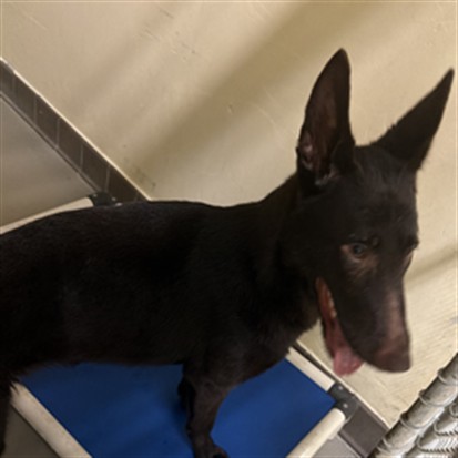 Shelter Stray Female Dog last seen I4 & 1792 SANFORD, 232 Eslinger Way, Sanford, FL 32773, USA