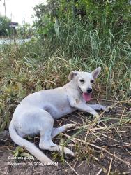 Shelter Stray Female Dog last seen PITLUK AVE, 4710 TX-151, San Antonio, TX 78227, USA