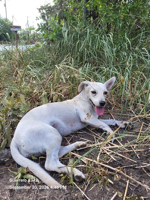 Shelter Stray Female Dog last seen PITLUK AVE, 4710 TX-151, San Antonio, TX 78227, USA