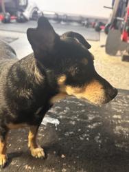 Found/Stray Male Dog last seen Pawnee & Seneca st, Wichita, KS 67217