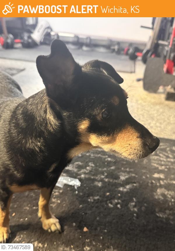Found/Stray Male Dog last seen Pawnee & Seneca st, Wichita, KS 67217