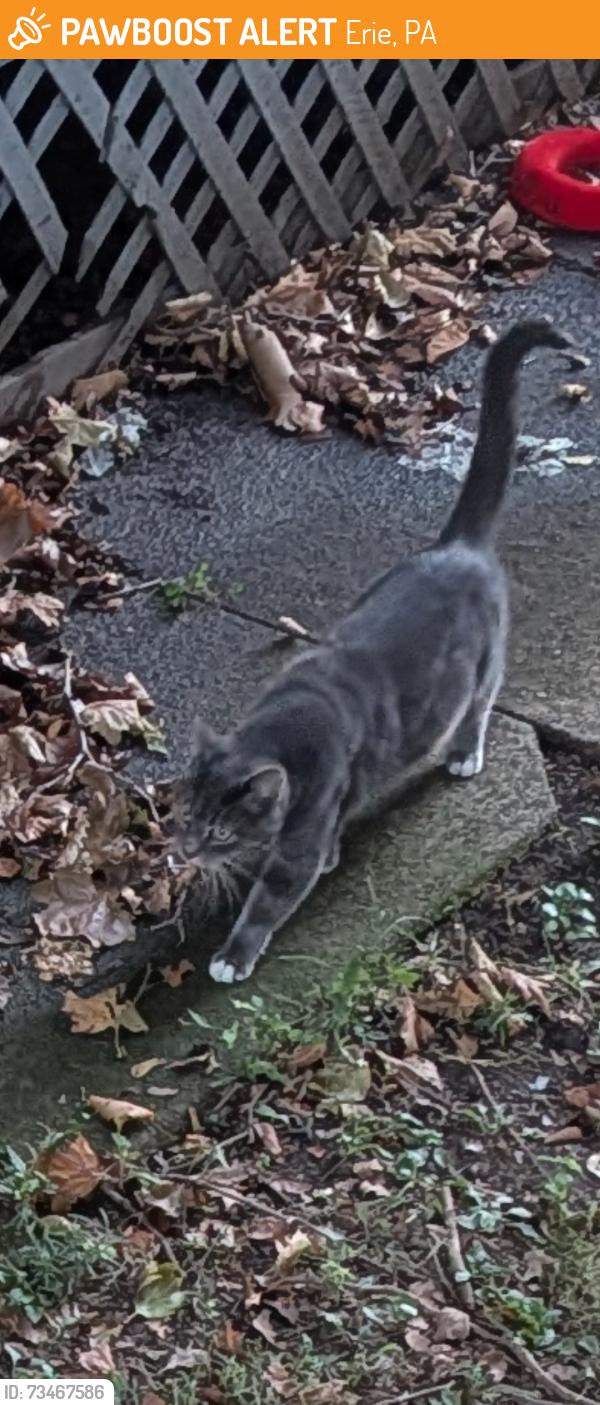 Found/Stray Unknown Cat last seen W 26th and Hazel St, Erie, PA 16508
