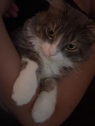 Lost Male Cat last seen Cactus and las vegas blvd, Las Vegas, NV 89183