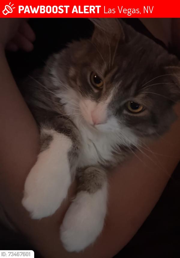 Lost Male Cat last seen Cactus and las vegas blvd, Las Vegas, NV 89183