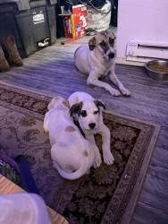 Lost Female Dog last seen Family dollar, Oklahoma City, OK 73108