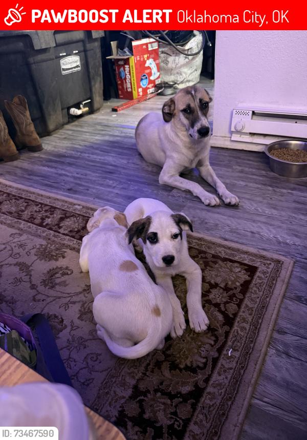 Lost Female Dog last seen Family dollar, Oklahoma City, OK 73108