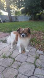 Found/Stray Male Dog last seen Near, North Miami Beach, FL 33162