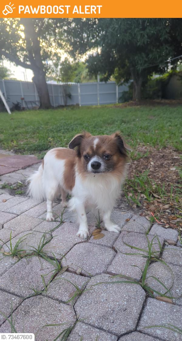 Found/Stray Male Dog last seen Near, North Miami Beach, FL 33162