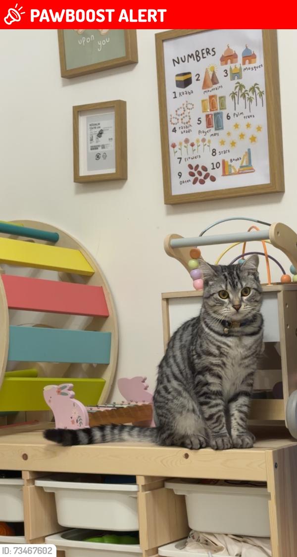 Lost Male Cat last seen Chelmorton Road, West Midlands, England 