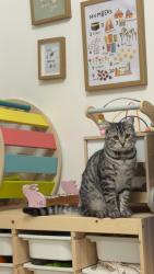 Lost Male Cat last seen Chelmorton Road, West Midlands, England 