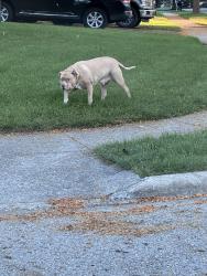 Found/Stray Male Dog last seen Dover Ridge ct, Blacklick, OH 43004