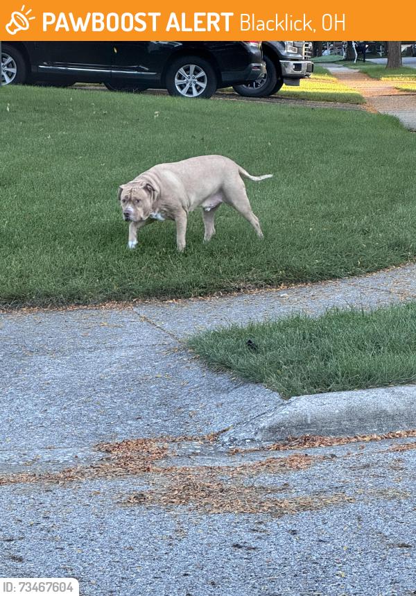 Found/Stray Male Dog last seen Dover Ridge ct, Blacklick, OH 43004