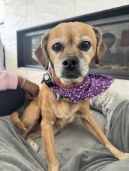Lost Female Dog last seen Vine street and fruitport Ave in spring lake, Spring Lake, MI 49456