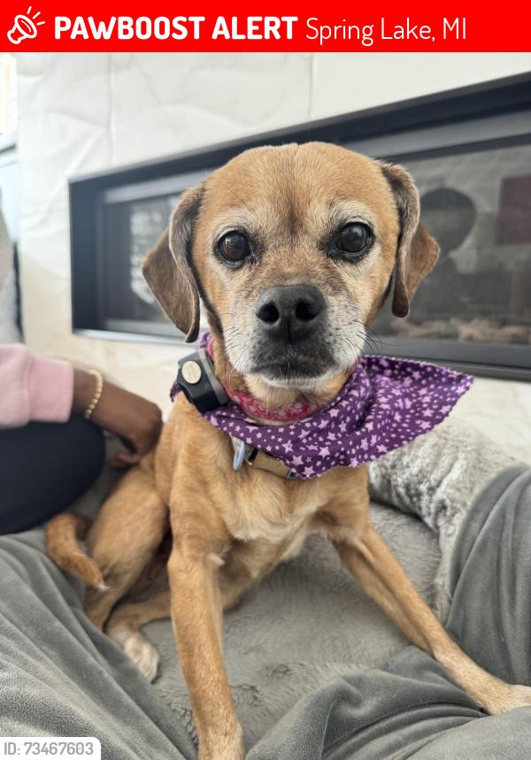 Lost Female Dog last seen Vine street and fruitport Ave in spring lake, Spring Lake, MI 49456
