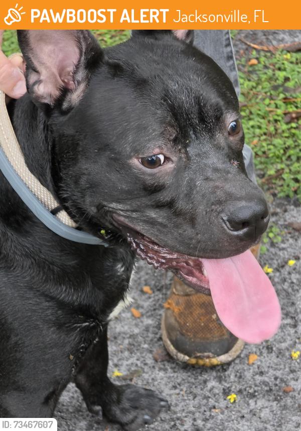 Found/Stray Male Dog last seen Saint john's an atlantic off buris drive, Jacksonville, FL 32225