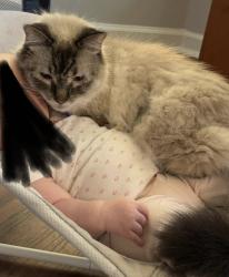 Lost Male Cat last seen Fairforest Drive & Rayconda, Fayetteville, NC 28304
