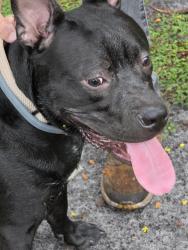 Found/Stray Male Dog last seen Saint john's an atlantic off buris drive, Jacksonville, FL 32225