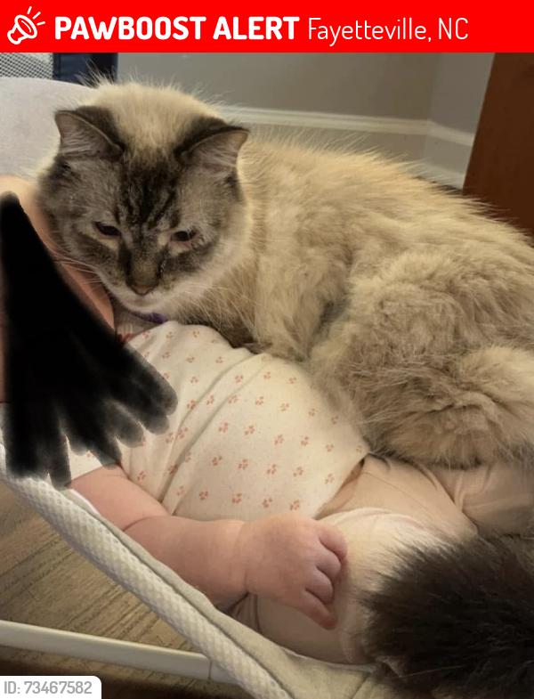 Lost Male Cat last seen Fairforest Drive & Rayconda, Fayetteville, NC 28304