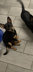 Lost Male Dog last seen Acero and Baystate, Pueblo, CO 81004