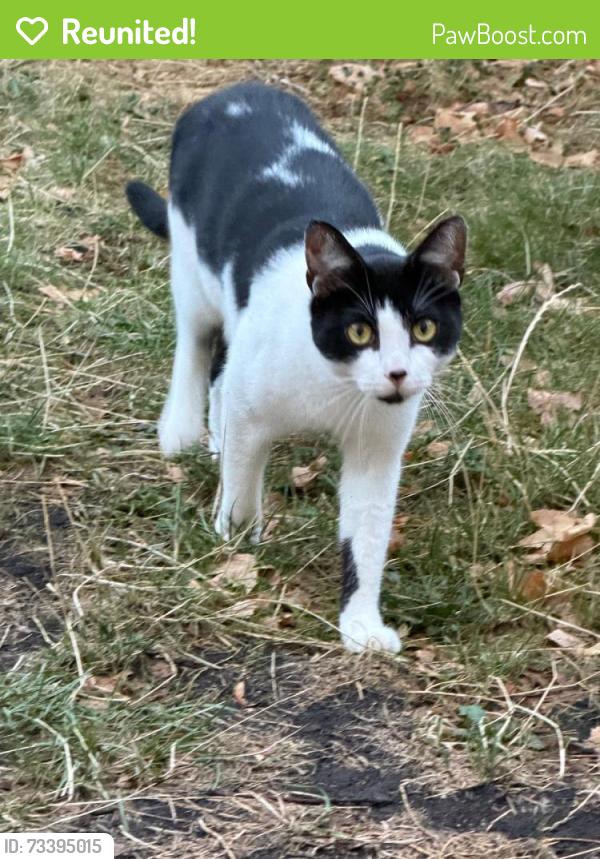 Reunited Male Cat last seen Orleans Primary School, Greater London, England 