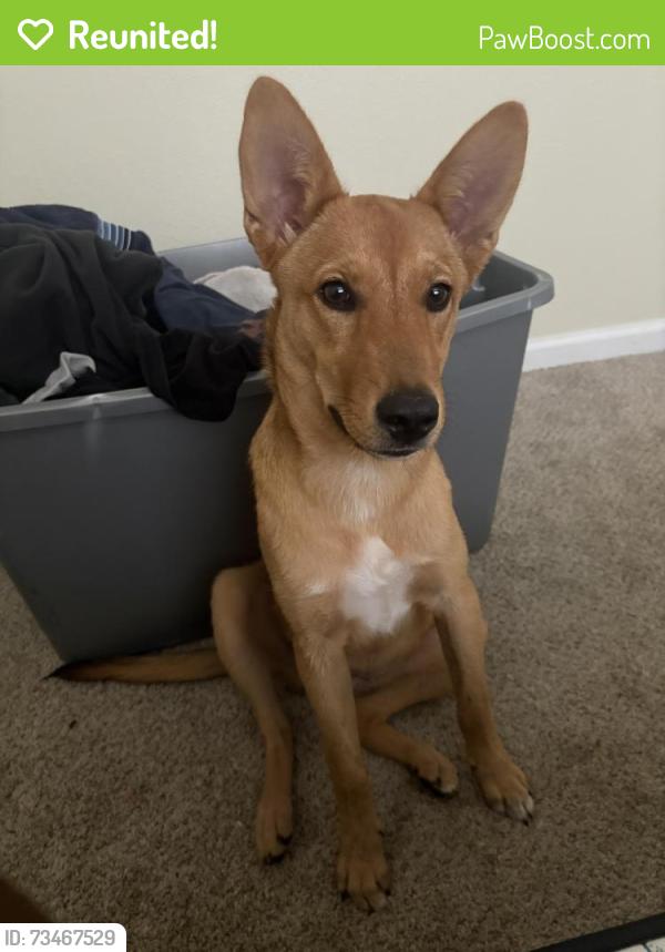 Reunited Female Dog last seen RR tracks near N bates St and N Shirley, Alvin, TX 77511