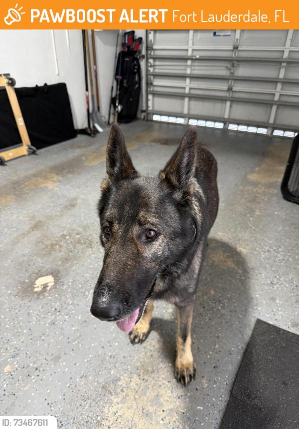 Found/Stray Female Dog last seen Found by Mile 84, Fort Lauderdale, FL 33315