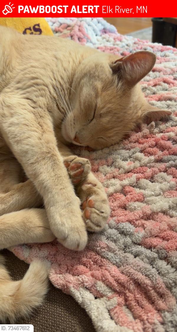 Lost Male Cat last seen Jarvis St, Elk River, MN 55330