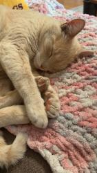 Lost Male Cat last seen Jarvis St, Elk River, MN 55330