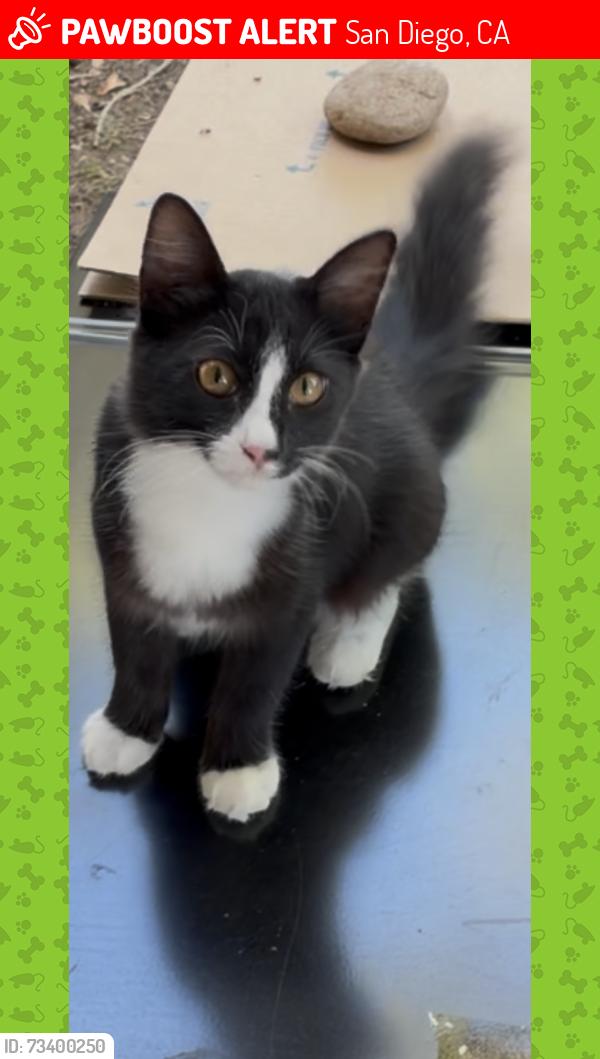 Lost Unknown Cat last seen Aderman avenue, San Diego, CA 92126