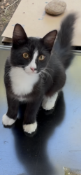 Lost Unknown Cat last seen Aderman avenue, San Diego, CA 92126