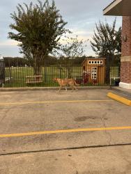 Found/Stray Unknown Dog last seen I last saw it going towards Eldridge park, Sugar Land, TX 77478
