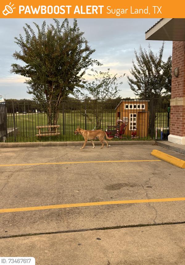 Found/Stray Unknown Dog last seen I last saw it going towards Eldridge park, Sugar Land, TX 77478